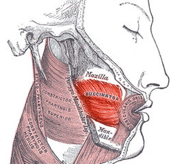 Facial and Neck Muscles - Flashcards