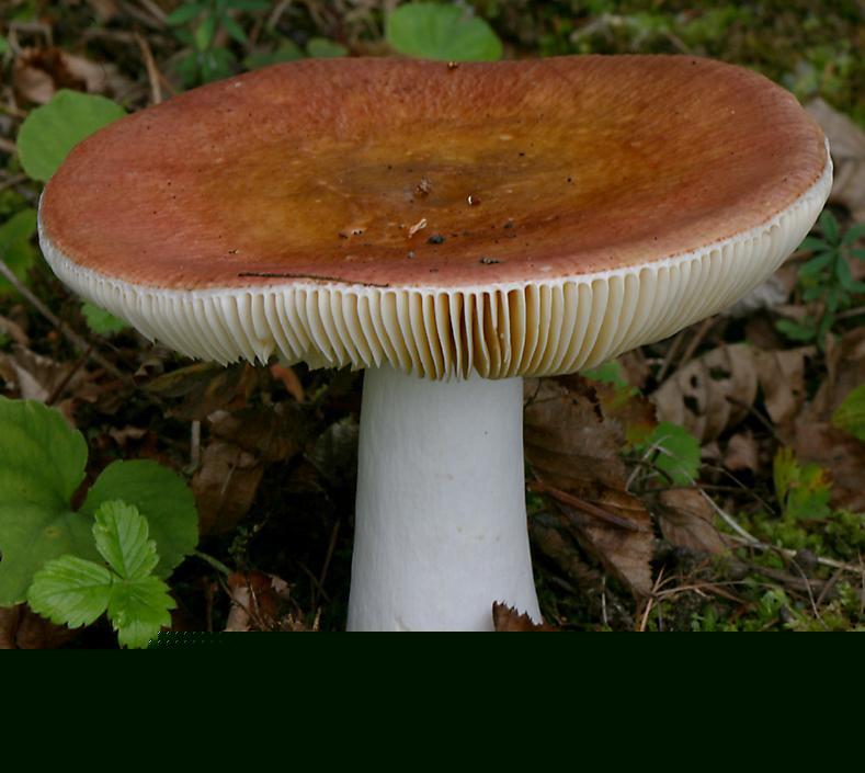 Look At The Picture, Is This Living Thing A C... - Flashcard