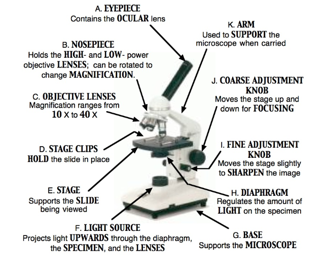 Bio: Lab 2 The Microscope - Flashcards