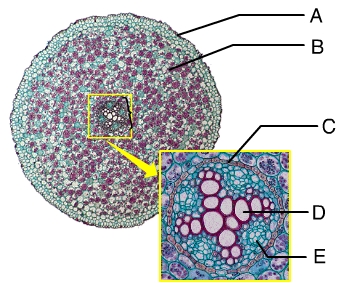 Xylem Is
Indicated By The Letter _____. - Flashcard