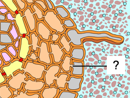 Answer the Following AP Biology Role of Mycorrhiza Flashcards - Flashcards