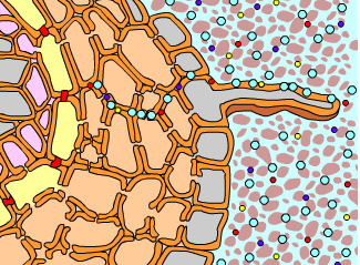 This Is An Animation Of The Movement Of Water... - Flashcard