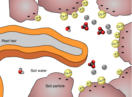 Can You State Correct Terms for Following Soil Respiration Flashcards - Flashcards