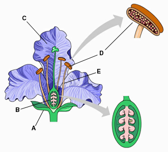 Explain Reproductive Structures of Flowering Plants Flashcards - Flashcards