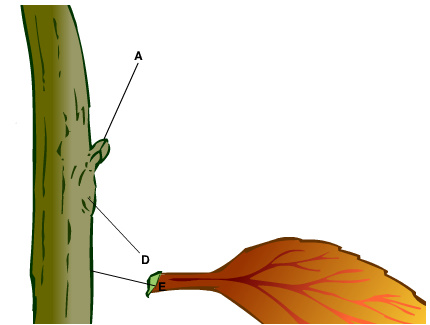 The Abscission Layer Is Indicated By The Lett... - Flashcard