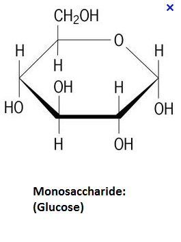 Carbohydrate: Monosaccharidebuilding Block Fo... - Flashcard
