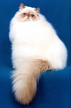What Breed Is This?long-haired Cat Identical ... - Flashcard