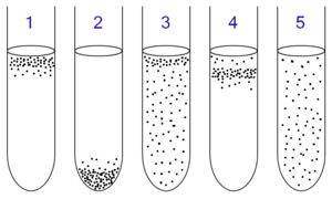 Microbiology Lab Quiz # 4 - Nov 21 2008 - Flashcards